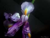 unknow artist Realistic Orchid oil painting image